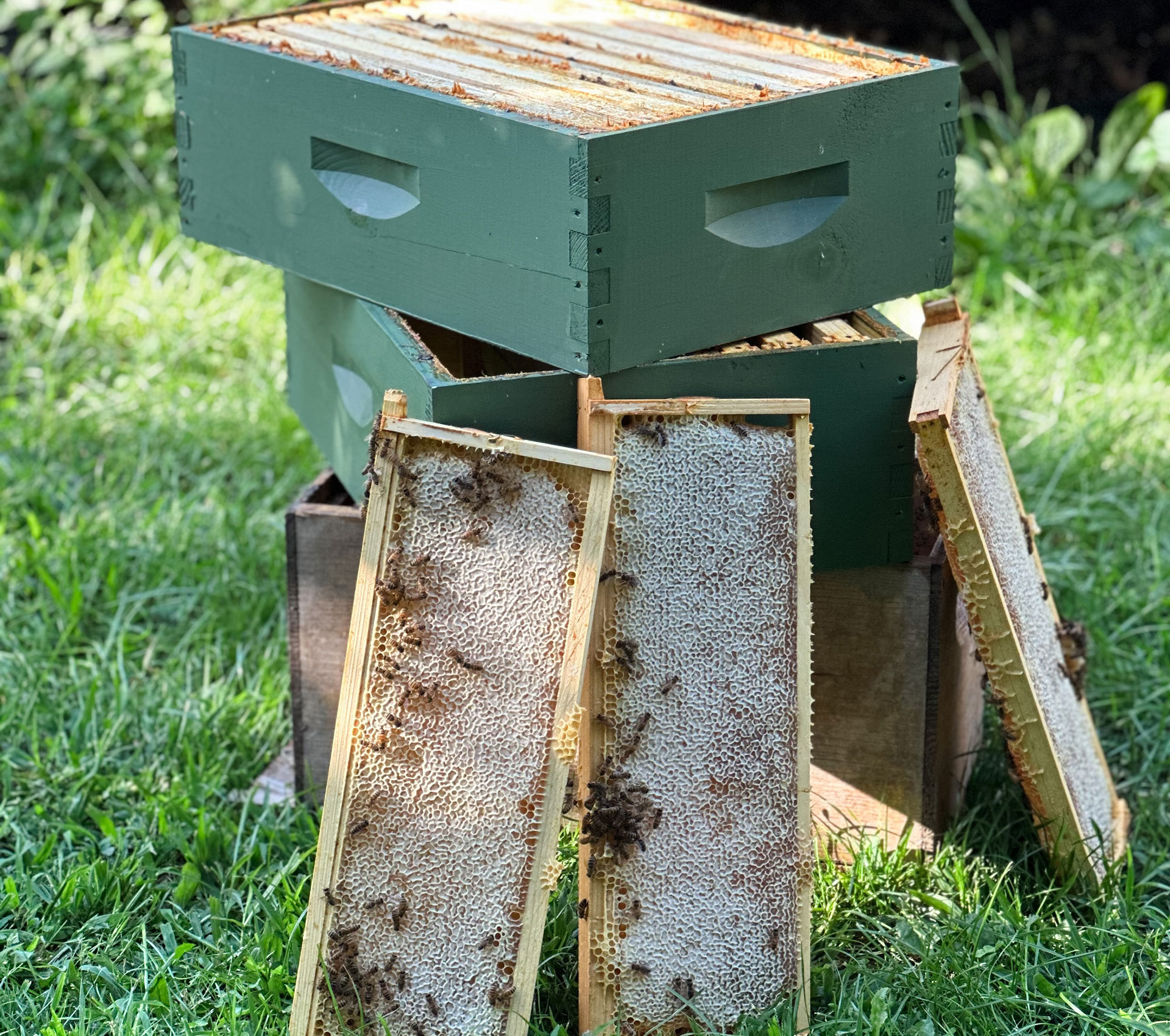 Apiaries